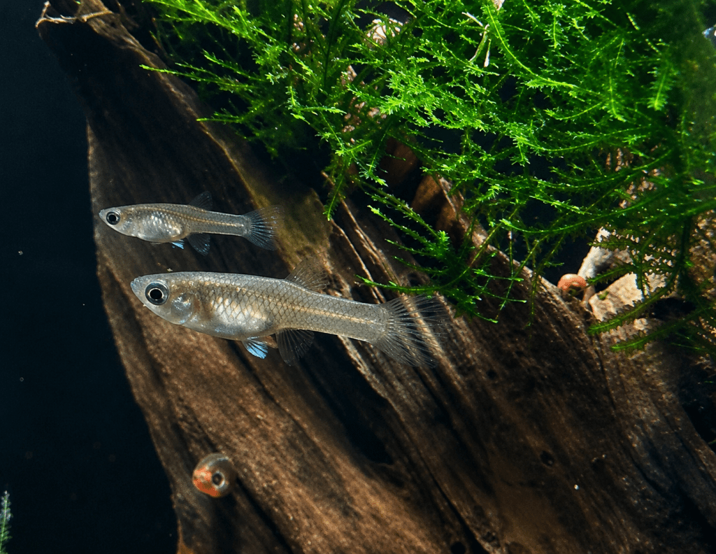 An Endless Flow of&nbsp;Endlers
